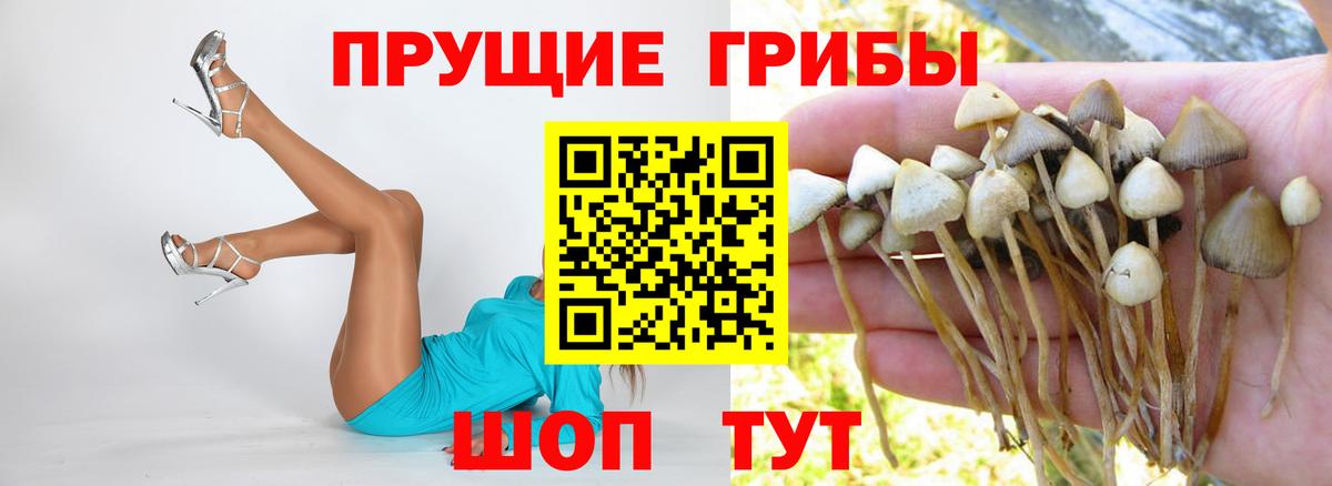 Галлюциногенные грибы GOLDEN TEACHER  Псилоцибиновые грибы Psilocybe  Вход с VPN  Новодвинск 